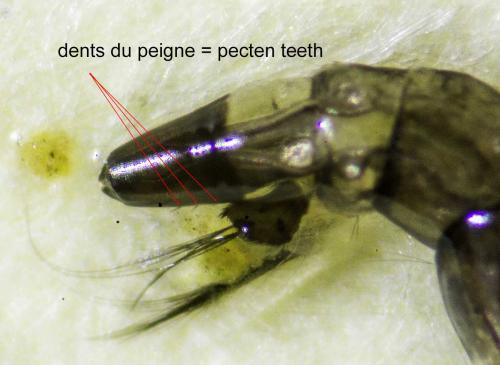 Culiseta longiareolata
