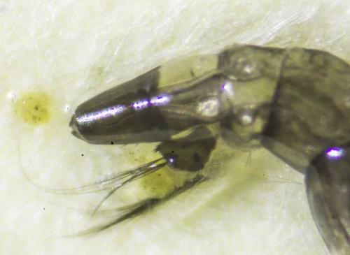 Réf. 127 352 : Culiseta longiareolata