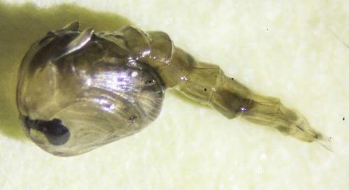 Chaoborus sp.