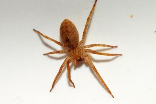Zoropsis sp.