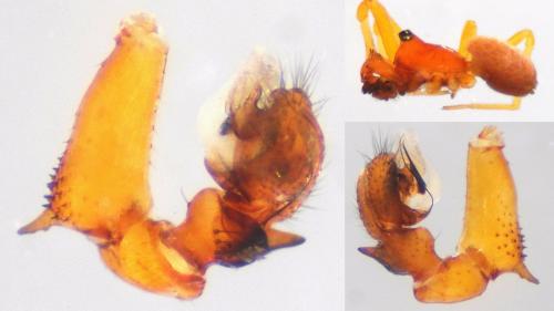 Gonatium rubens