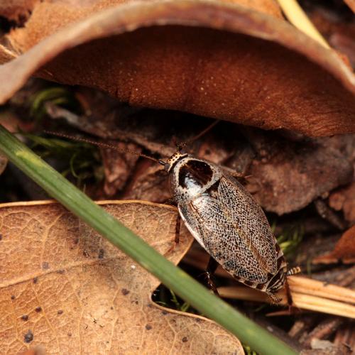 Ectobius nicaeensis