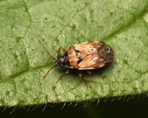 Réf. 127 888 : Hyalochilus ovatulus