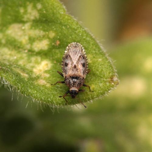 Dictyla nassata