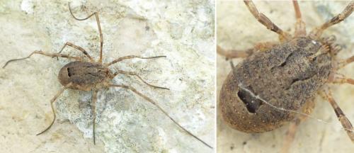 Odiellus spinosus