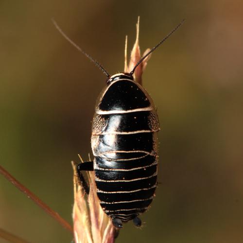 Réf. 127 922 : Phyllodromica isolata
