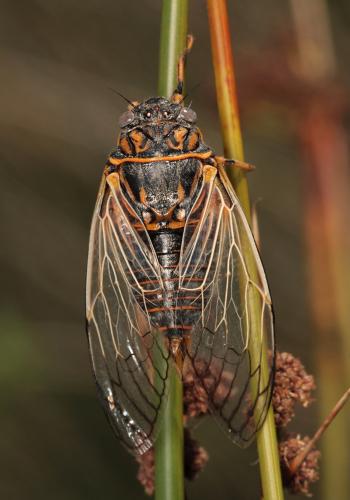 Tibicina picta
