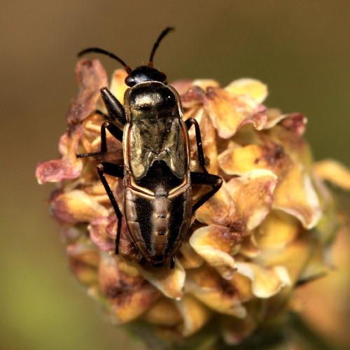 Rhyparochromus phoeniceus