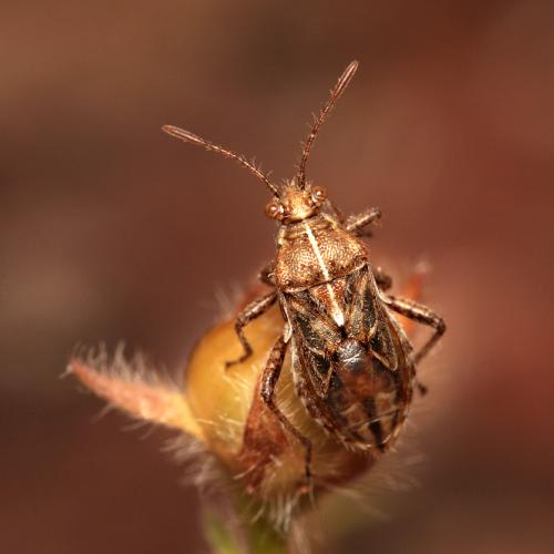 Rhopalus distinctus