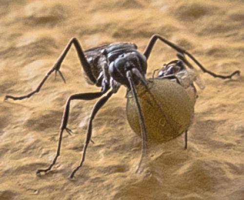 Réf. 127 708 : Auplopus carbonarius
