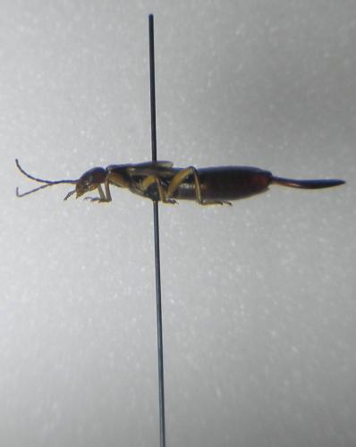 Etalage sp.