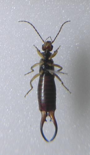 Etalage sp.