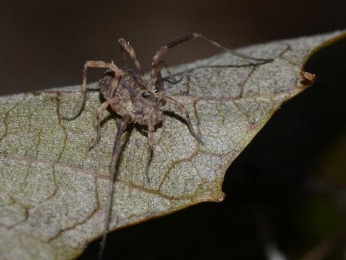 Réf. 127 552 : Lophopilio palpinalis
