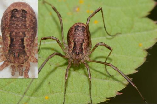 Lacinius ephippiatus