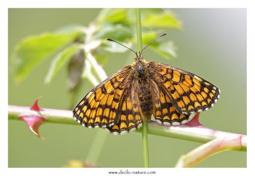 Melitaea sp.