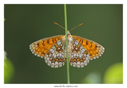 Melitaea sp.