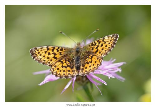 Boloria titania