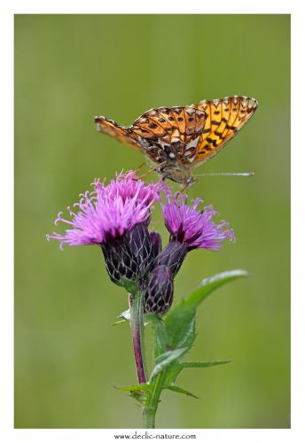 Boloria titania