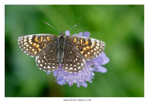 Melitaea diamina