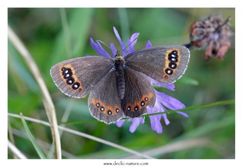 Erebia aethiops