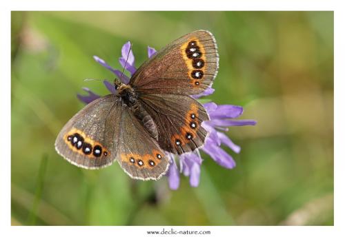 Erebia aethiops
