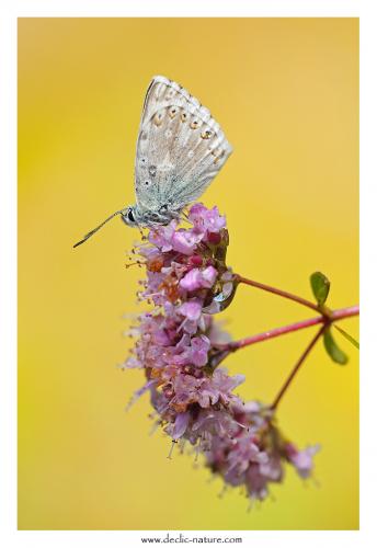 Polyommatus coridon