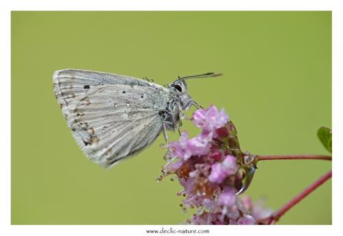 Polyommatus coridon
