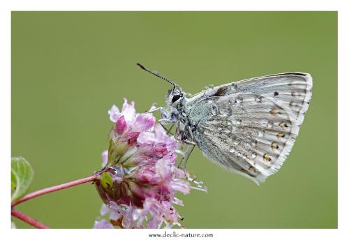 Polyommatus coridon