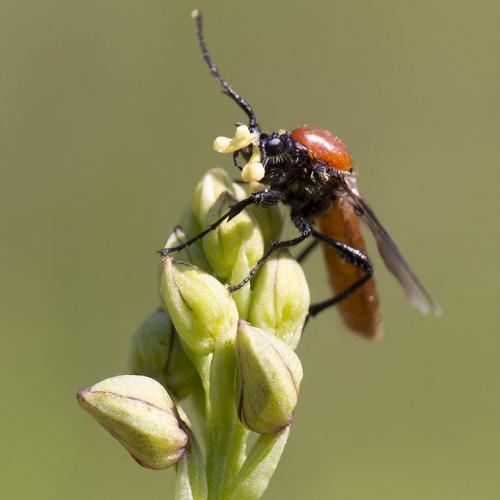 Réf. 127 766 : Bibio hortulanus