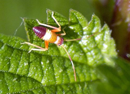 Closterotomus biclavatus