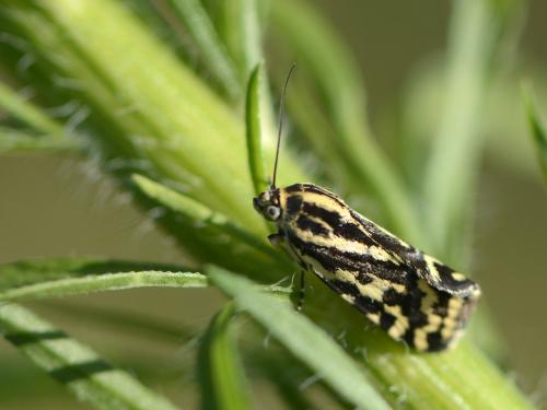 Réf. 127 939 : Acontia trabealis