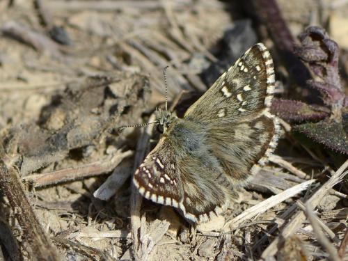 Pyrgus sp.
