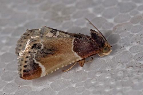 Réf. 127 798 : Pyralis farinalis