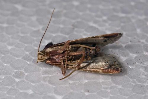 Pyralis farinalis