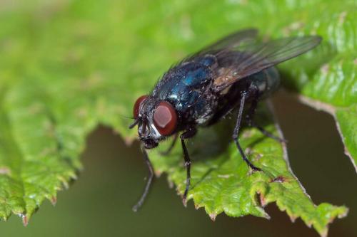 Réf. 127 913 : Eudasyphora sp.