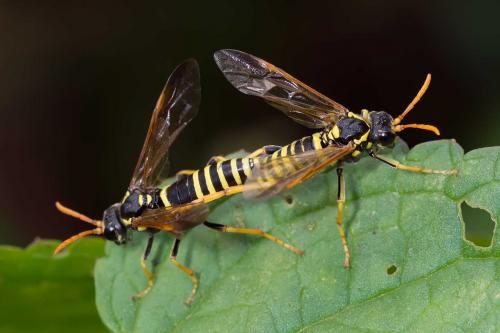 Réf. 127 005 : Tenthredo scrophulariae