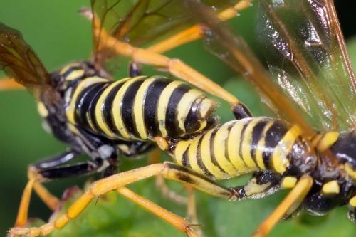 Réf. 127 007 : Tenthredo scrophulariae