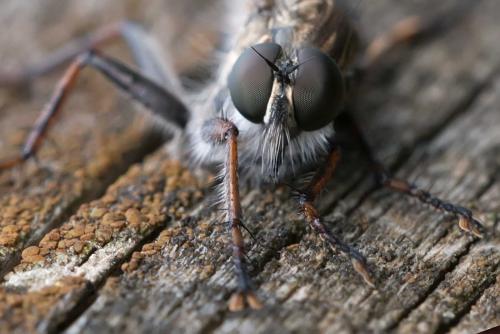 Tolmerus atricapillus
