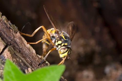 Spilomyia manicata