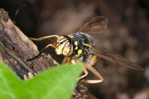 Spilomyia manicata