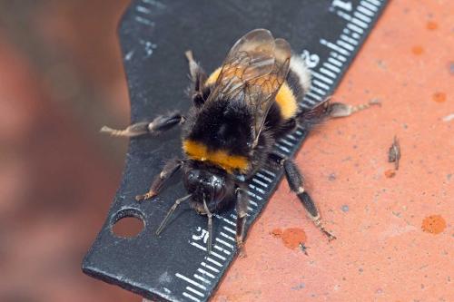 Bombus terrestris