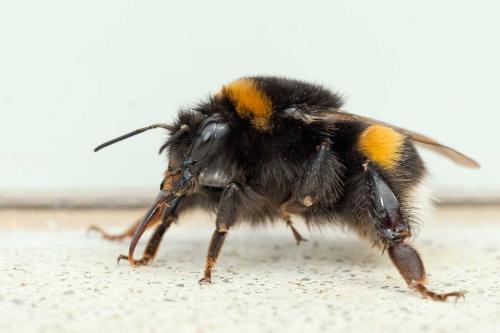 Bombus terrestris