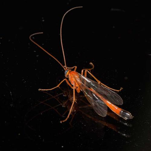 Réf. 127 440 : Enicospilus ramidulus