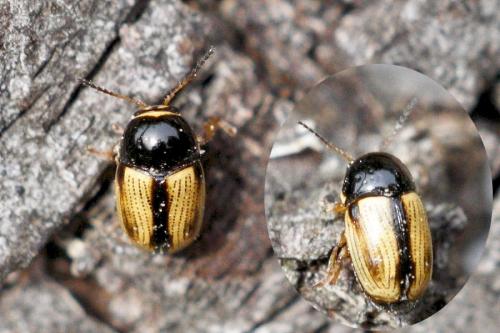 Réf. 127 479 : Cryptocephalus pygmaeus