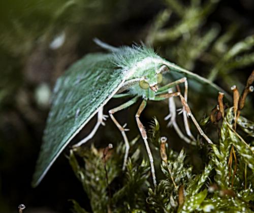Réf. 127 572 : Thetidia smaragdaria