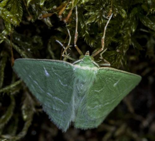 Réf. 127 571 : Thetidia smaragdaria