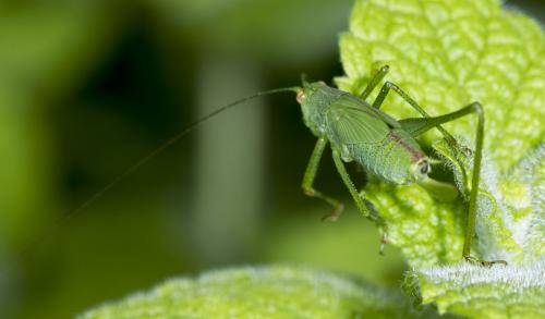 Phaneroptera sp.