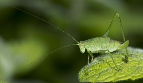 Réf. 127 691 : Phaneroptera sp.