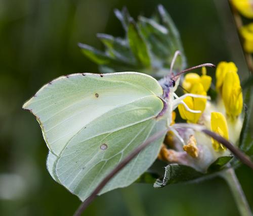 Gonepteryx rhamni