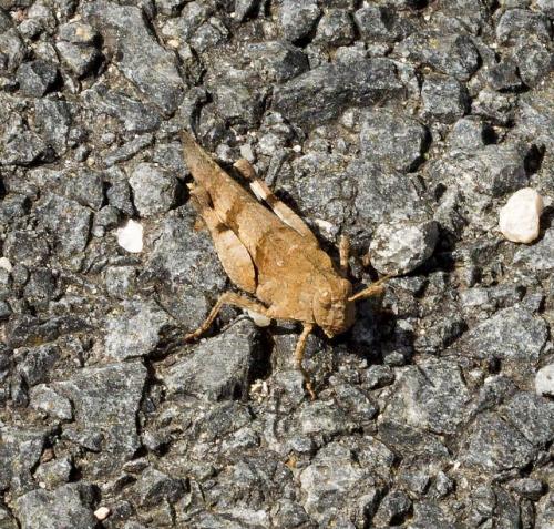 Oedipoda sp.